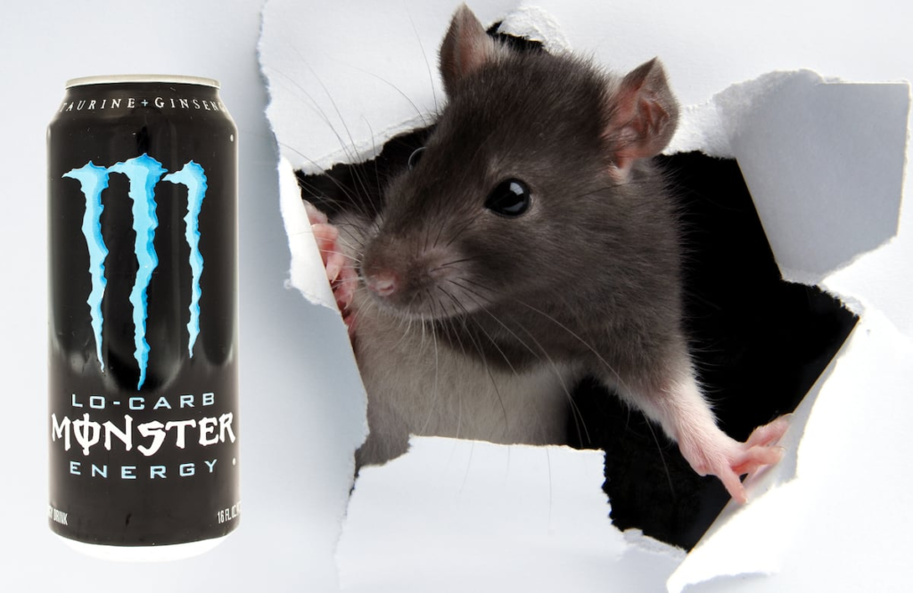Sailor reportedly finds dead rat in finished energy drink