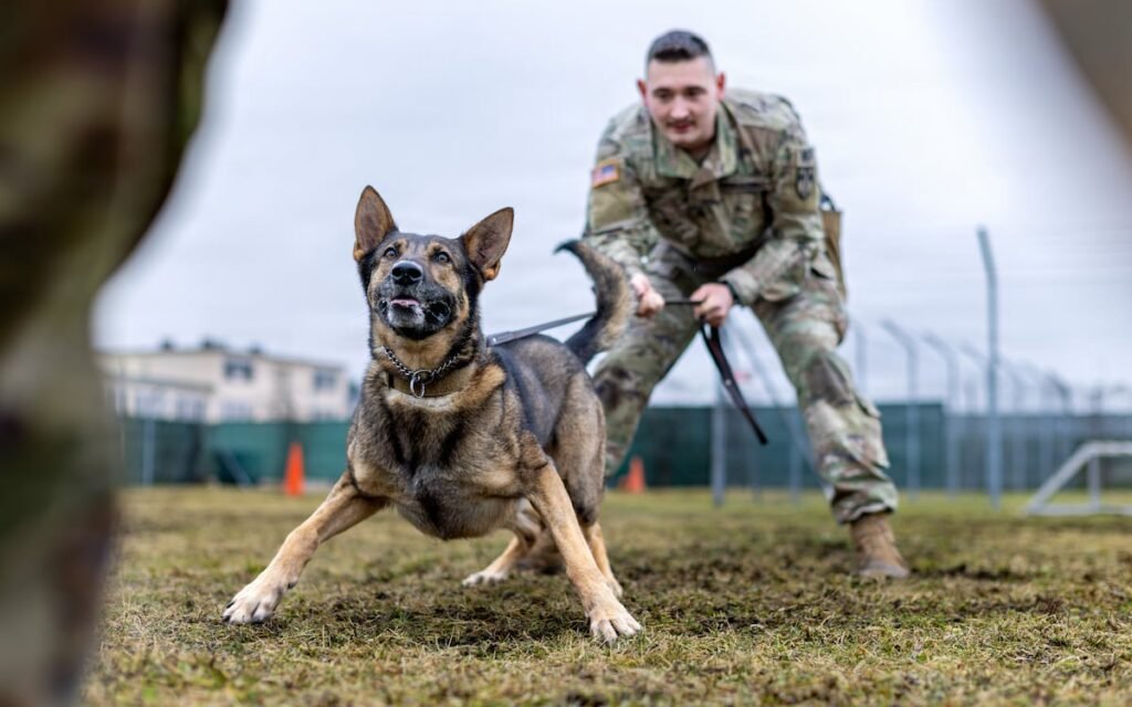 The Pentagon wants to improve medical care for wounded military dogs The Pentagon wants to improve medical care for wounded military dogs
